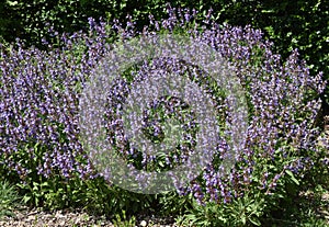 Sage, Salvia officinalis