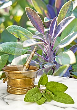 Sage, Salvia officinalis