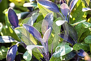Sage, Salvia officinalis