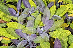 Sage, Salvia officinalis