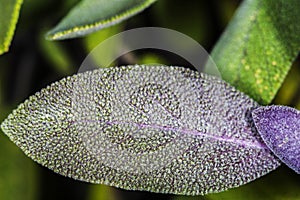 Sage, Salvia officinalis