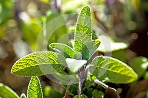 Sage, Salvia officinalis