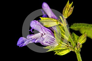 Sage, Salvia officinalis