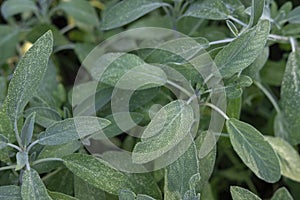 Sage or Salvia officinalis growing in the garden, fresh aromatic herb cultivated for its pungent edible leaves