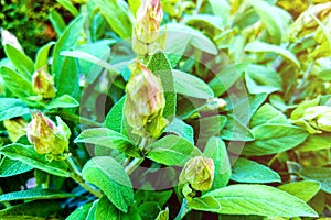 Sage Salvia officinalis herb used for cooking and medicinal purposes