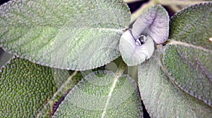 Sage Salvia officinalis is a plant in the Laminaceae family. Much used in the kitchen to flavor different dishes, it is actually