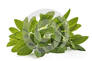 Sage salvia officinalis