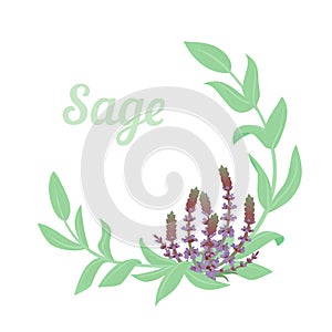 Sage or Salvia plant wreath with flowers. Vector illustration. Botanical design elements.