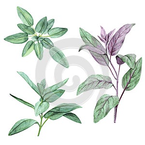 Sage, salvia. Set of leaves. Hand drawn