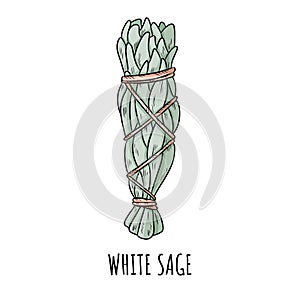 Sage smudge stick hand-drawn doodle isolated illustration. White sage herb bundle photo