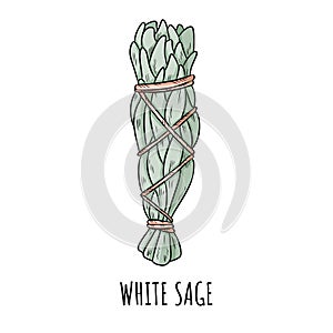 Sage smudge stick hand-drawn doodle isolated illustration. White sage herb bundle