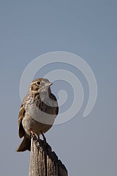 Sage Sparrow, Amphispiza belli photo