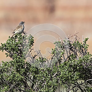 Sage Sparrow bird on desert brush photo