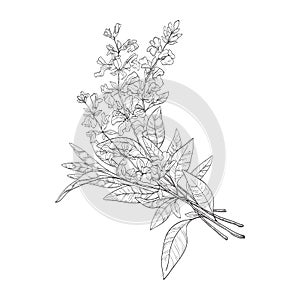 Sage sprigs with flowers sketch. Ink illustration of sage for packing candles or soap