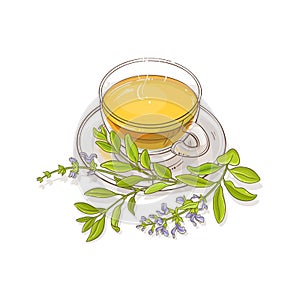 Sage tea vector illustration