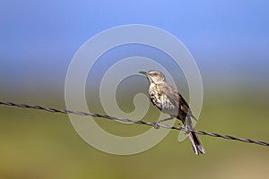 Sage Thrasher on a sloping wire in southern Colorado