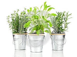 Sage, thyme and rosemary herb plant