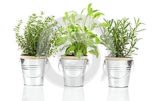 Sage, thyme and rosemary herb plant