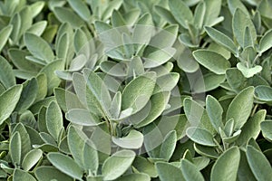 Sage in vegetable garden