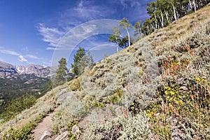 Sage and Wildflower Mountainside