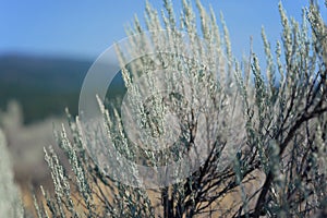 Sagebrush against blue sky