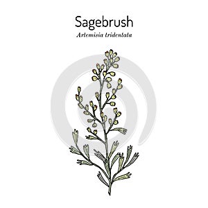 Sagebrush Artemisia tridentata , the official state shrub of Wyoming photo
