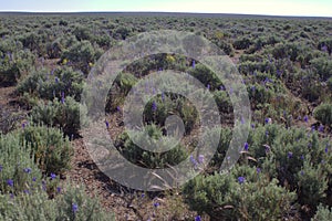 Sagebrush Flat Great Basin Desert Flowers