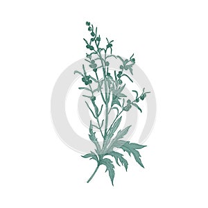 Sagebrush flower isolated on white background. Detailed natural drawing of blooming plant or flowering herb used in photo