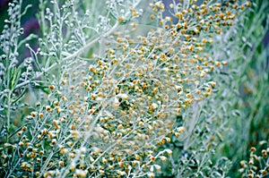 Sagebrush flowers photo