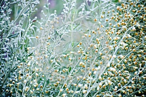 Sagebrush flowers photo