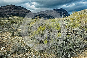 Sagebrush grows as a storm approaches in the Red Rock Canyon National Conservation Area, Nevada, USA