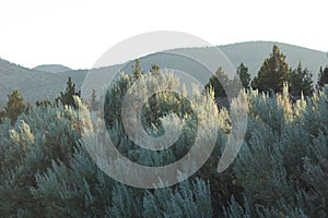 Sagebrush and Juniper near Powell Buttes photo