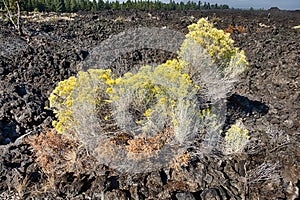Sagebrush In Lava Field photo