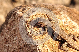 Sagebrush Lizard photo