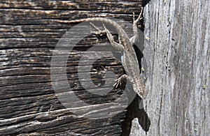 Sagebrush lizard clings upside down