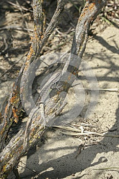 Sagebrush lizard photo