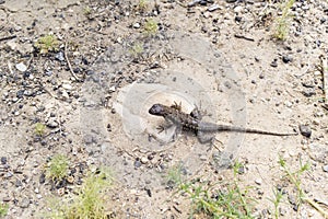 Sagebrush Lizard photo