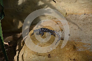 Sagebrush lizard on the rock photo