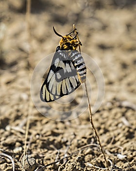 Sagebrush Moth photo