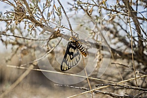 Sagebrush Moth 2 photo