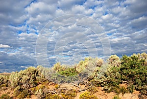 Sagebrush and other plants photo