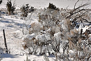Sagebrush In Snow photo