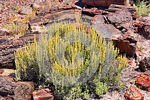 Sagebrush surrounded by petrified logs photo