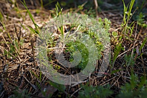 Sagebrush or tarragon, santonica absinthe growing in forest. Mugwort or wormwood young green leaves, soft focused shot