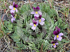 Sagebrush Violet - Viola trinervata photo