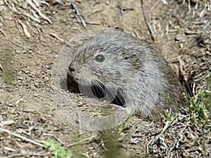 Sagebrush Vole in Burrow