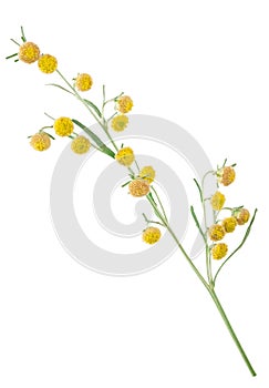 Sagebrush on white background photo