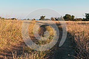 Sagebrush wild grass on sunset sky background