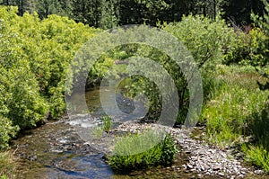 Sagehen Creek in the Sierra Nevada