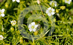 Sagina subulata, Scottish moss, Irish moss